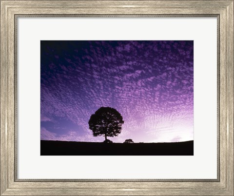 Framed Silhouette of solitary tree with purple sunset Print