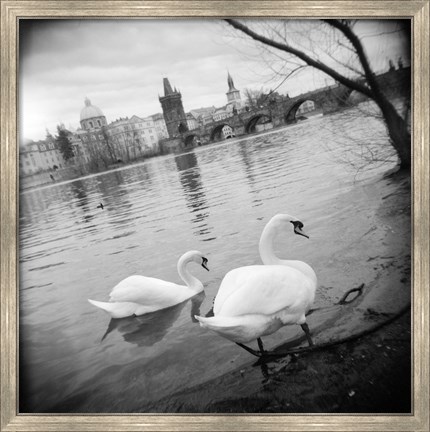 Framed Two swans in a river, Vltava River, Prague, Czech Republic Print