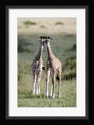 Framed Masai giraffes (Giraffa camelopardalis tippelskirchi) in a forest, Masai Mara National Reserve, Kenya Print