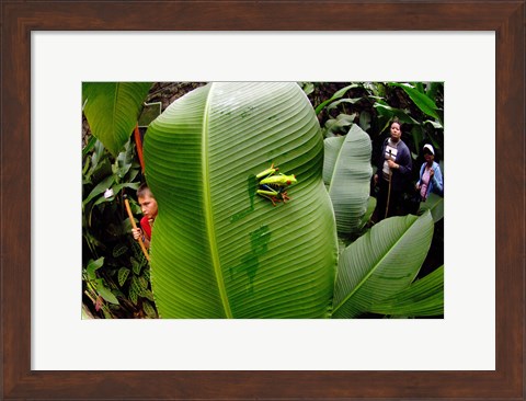 Framed Close-up of a Red-Eyed Tree frog (Agalychnis callidryas) sitting on a banana leaf, Costa Rica Print