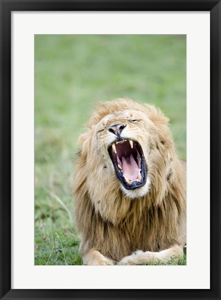 Framed Lion (Panthera leo) Yawning, Masai Mara National Reserve, Kenya Print