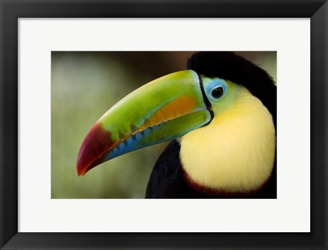 Framed Close-up of Keel-Billed toucan (Ramphastos sulfuratus), Costa Rica Print