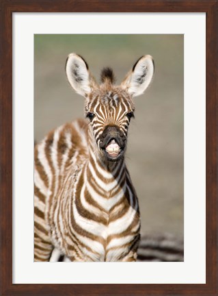 Framed Close-up of a Burchell&#39;s zebra foal (Equus burchelli), Ngorongoro Crater, Ngorongoro, Tanzania Print