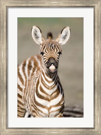 Framed Close-up of a Burchell&#39;s zebra foal (Equus burchelli), Ngorongoro Crater, Ngorongoro, Tanzania Print