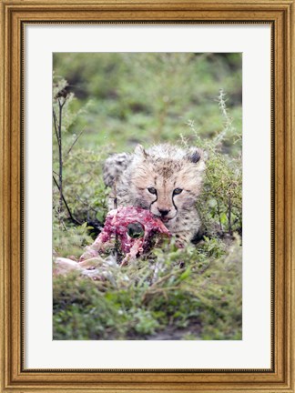 Framed Cheetah cub (Acinonyx jubatus) eating a dead animal, Ndutu, Ngorongoro, Tanzania Print