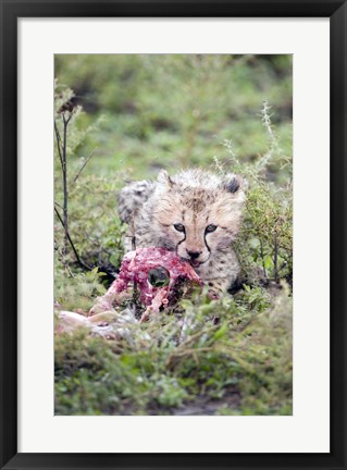 Framed Cheetah cub (Acinonyx jubatus) eating a dead animal, Ndutu, Ngorongoro, Tanzania Print