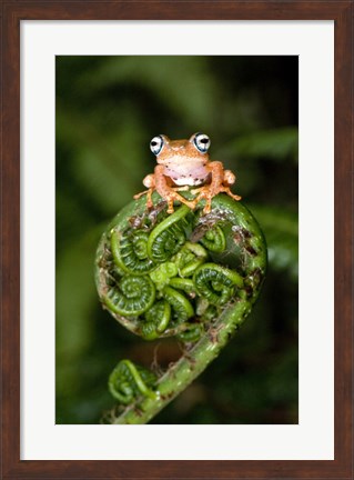 Framed Close-up of a Blue-Eyed Tree frog on a fern frond, Andasibe-Mantadia National Park, Madagascar Print