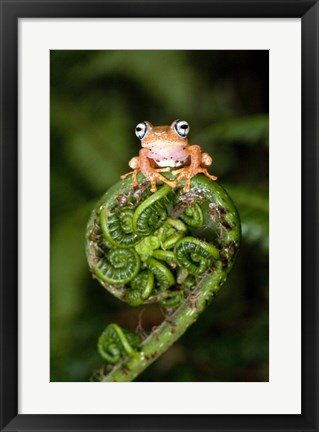 Framed Close-up of a Blue-Eyed Tree frog on a fern frond, Andasibe-Mantadia National Park, Madagascar Print