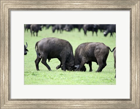 Framed Cape buffalo bulls (Syncerus caffer) sparring, Ngorongoro Crater, Ngorongoro, Tanzania Print