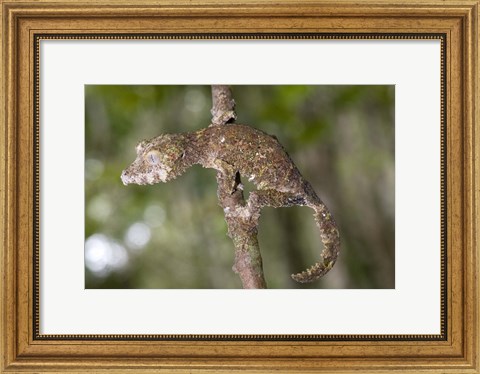 Framed Close-up of a Leaf-Tailed gecko (Uroplatus fimbriatus), Andasibe-Mantadia National Park, Madagascar Print