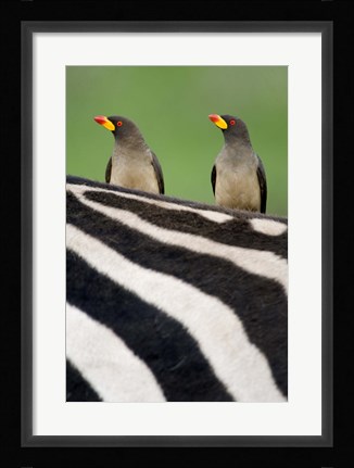 Framed Yellow-Billed oxpeckers (Buphagus africanus) on top of a zebra, Ngorongoro Crater, Ngorongoro, Tanzania Print