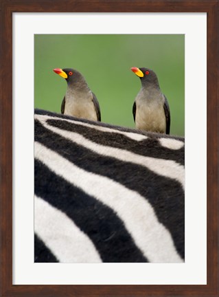 Framed Yellow-Billed oxpeckers (Buphagus africanus) on top of a zebra, Ngorongoro Crater, Ngorongoro, Tanzania Print