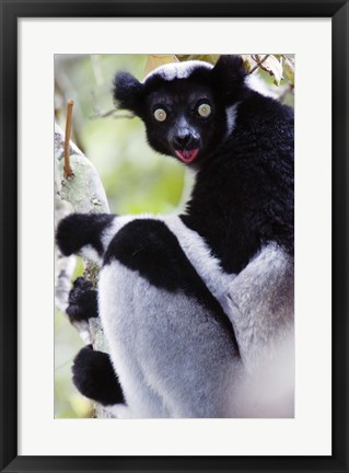 Framed Close-up of an Indri lemur (Indri indri), Andasibe-Mantadia National Park, Madagascar Print