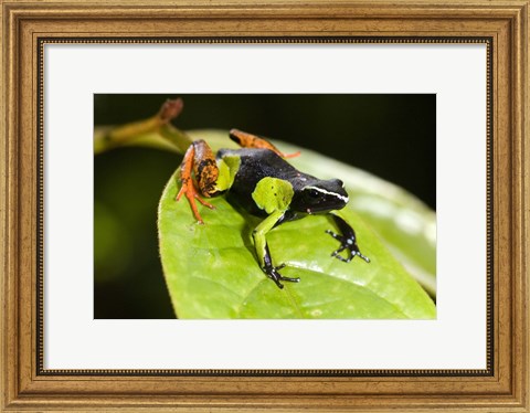 Framed Close-up of a Painted mantella (Mantella madagascarensis) frog, Madagascar Print