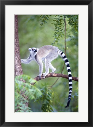 Framed Ring-Tailed lemur (Lemur catta) climbing a tree, Berenty, Madagascar Print