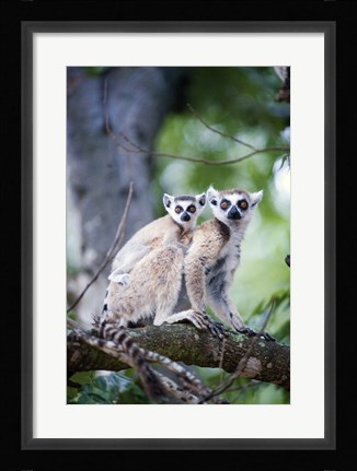 Framed Ring-Tailed lemur (Lemur catta) with its young one, Berenty, Madagascar Print