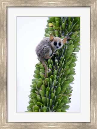 Framed Close-up of a Grey Mouse lemur (Microcebus murinus) on a tree, Berenty, Madagascar Print
