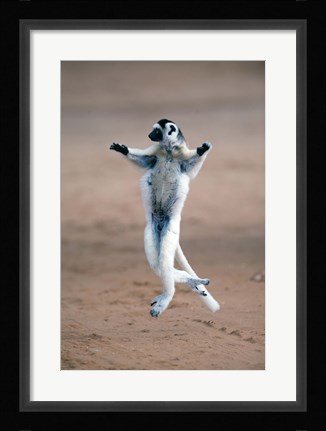 Framed Verreaux's sifaka dancing in a field, Berenty, Madagascar Print