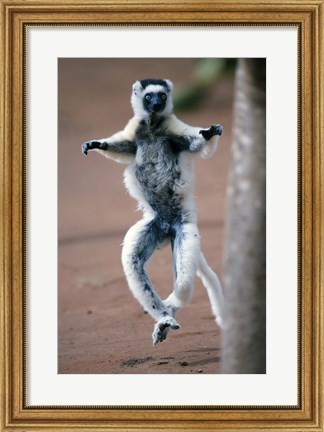 Framed Close up of Verreaux&#39;s sifaka Monkey dancing in a field, Berenty, Madagascar Print