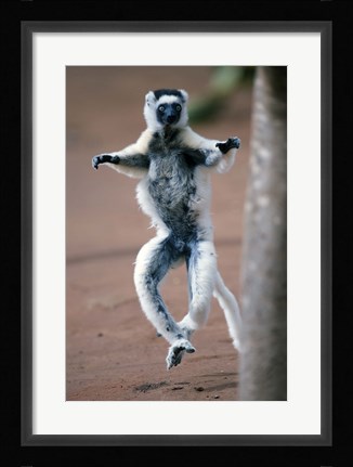 Framed Close up of Verreaux's sifaka Monkey dancing in a field, Berenty, Madagascar Print