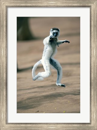 Framed Verreaux&#39;s sifaka monkey, Berenty, Madagascar Print