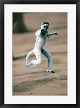Framed Verreaux&#39;s sifaka monkey, Berenty, Madagascar Print