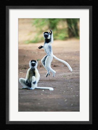 Framed Pair of Verreaux's sifaka in a field, Berenty, Madagascar Print