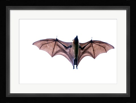 Framed Close-up of a Madagascan Flying fox (Pteropus rufus) bat, Berenty, Madagascar Print