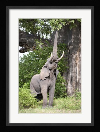 Framed African elephant (Loxodonta africana) reaching for baobab (Adansonia digitata) tree leaves, Tarangire National Park, Tanzania Print