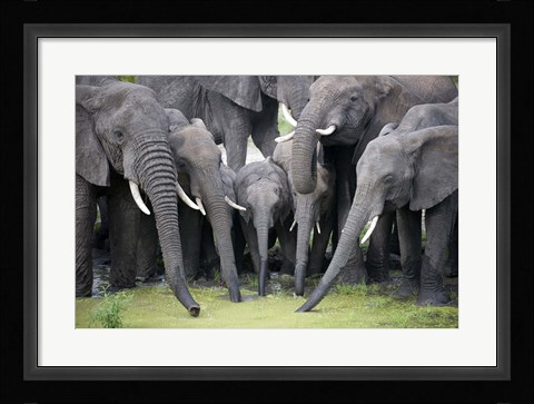 Framed African elephants (Loxodonta africana) drinking water in a pond, Tarangire National Park, Tanzania Print