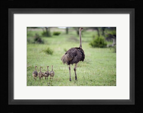 Framed Masai ostrich (Struthio camelus) with its chicks in a forest, Tarangire National Park, Tanzania Print