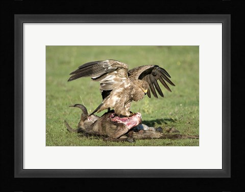 Framed Tawny eagle (Aquila rapax) eating a dead animal, Ndutu, Ngorongoro, Tanzania Print