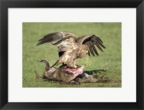 Framed Tawny eagle (Aquila rapax) eating a dead animal, Ndutu, Ngorongoro, Tanzania Print