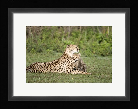 Framed Cheetah cub (Acinonyx jubatus) playing with its mother, Ndutu, Ngorongoro, Tanzania Print