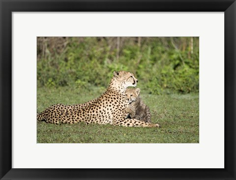 Framed Cheetah cub (Acinonyx jubatus) playing with its mother, Ndutu, Ngorongoro, Tanzania Print