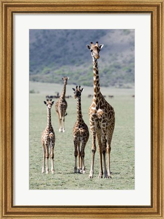 Framed Giraffes (Giraffa camelopardalis) standing in a forest, Lake Manyara, Tanzania Print