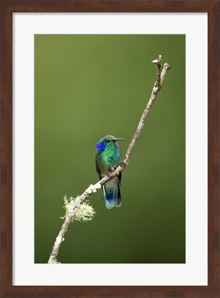 Framed Close-up of a Green Violetear hummingbird (Colibri thalassinus), Savegre, Costa Rica Print