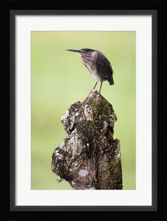 Framed Close-up of a Green heron (Butorides virescens), Cano Negro, Costa Rica Print