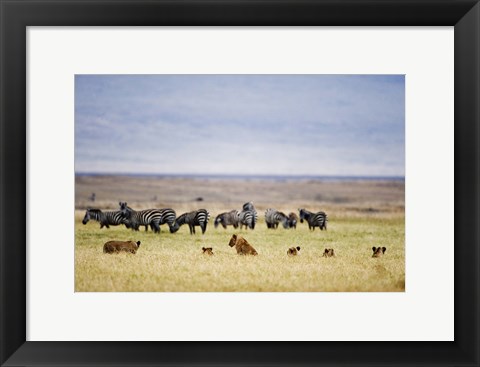 Framed Lion family (Panthera leo) looking at a herd of zebras in a field, Ngorongoro Crater, Ngorongoro, Tanzania Print