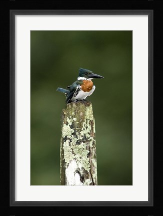 Framed Close-up of Amazon kingfisher (Chloroceryle amazona) perching on a wooden post, Cano Negro, Costa Rica Print