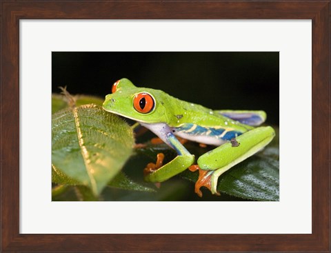 Framed Red-Eyed Tree frog (Agalychnis callidryas) on leaves Print
