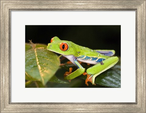 Framed Red-Eyed Tree frog (Agalychnis callidryas) on leaves Print