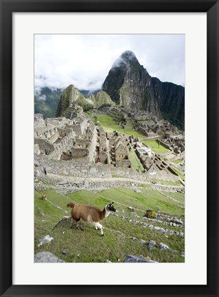 Framed High angle view of Llama (Lama glama) with Incan ruins in the background, Machu Picchu, Peru Print