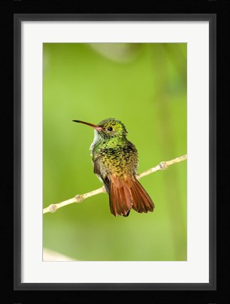 Framed Close-up of Rufous-Tailed hummingbird (Amazilia tzacatl) perching on a twig, Costa Rica Print