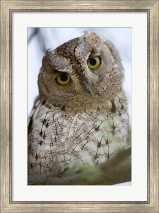 Framed Close Up of an African Scops owl (Otus senegalensis), Tarangire National Park, Tanzania Print