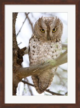 Framed African Scops Owl (Otus senegalensis) Perching on a Branch, Tarangire National Park, Tanzania Print