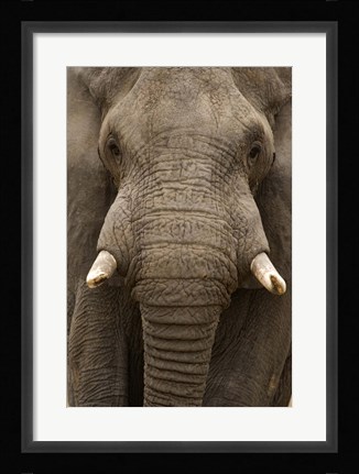 Framed Close-up of an African elephant (Loxodonta africana) trunk, Lake Manyara, Tanzania Print