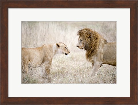 Framed Lion and a lioness (Panthera leo) standing face to face in a forest, Ngorongoro Crater, Ngorongoro, Tanzania Print