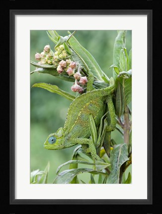 Framed Close-up of a Dwarf chameleon (Brookesia minima), Ngorongoro Crater, Ngorongoro, Tanzania Print
