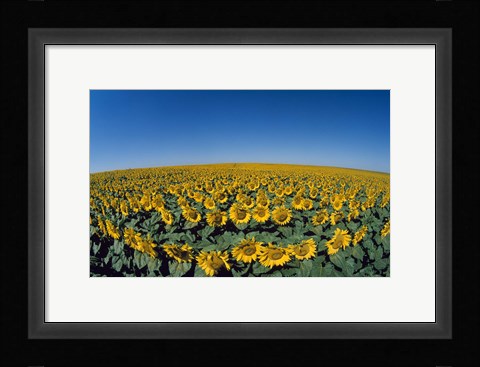 Framed Sunflowers (Helianthus annuus) in a field Print